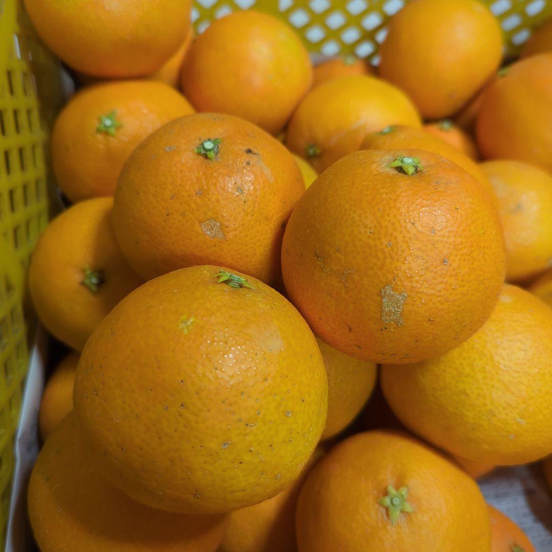 661愛果 まどんな 家庭用 10kg