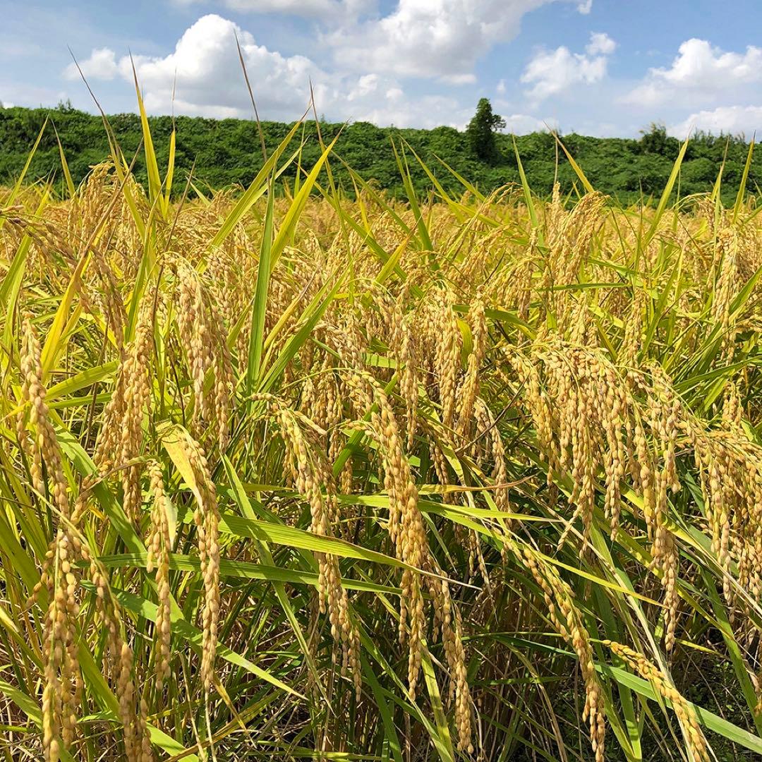 【24kg】 新潟産 コシヒカリ 中米 米