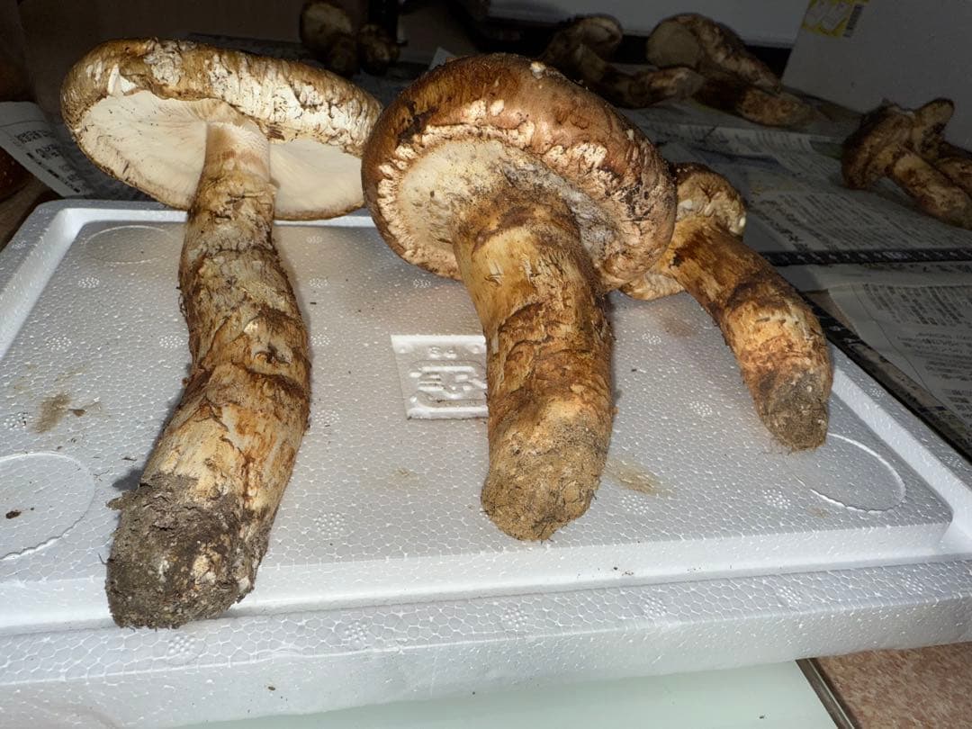 【10月28日午後採取】広島県産松茸　308グラム