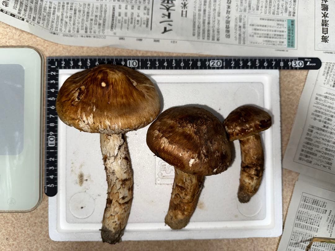 【10月28日午後採取】広島県産松茸　308グラム
