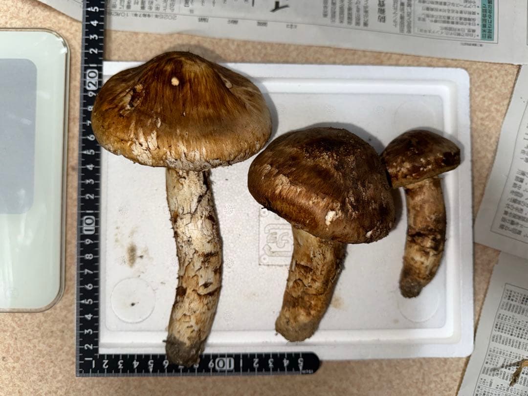 【10月28日午後採取】広島県産松茸　308グラム