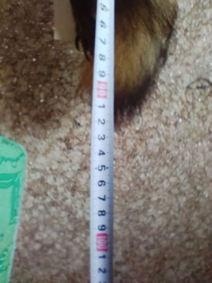 タヌキ剥製　ラクーンドック 毛皮　 小型　マフラー　リアルファー