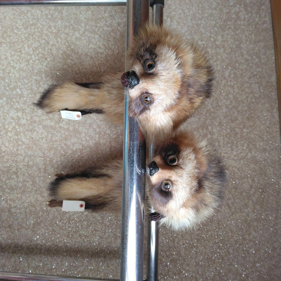 タヌキ剥製　ラクーンドック 毛皮　 小型　マフラー　リアルファー