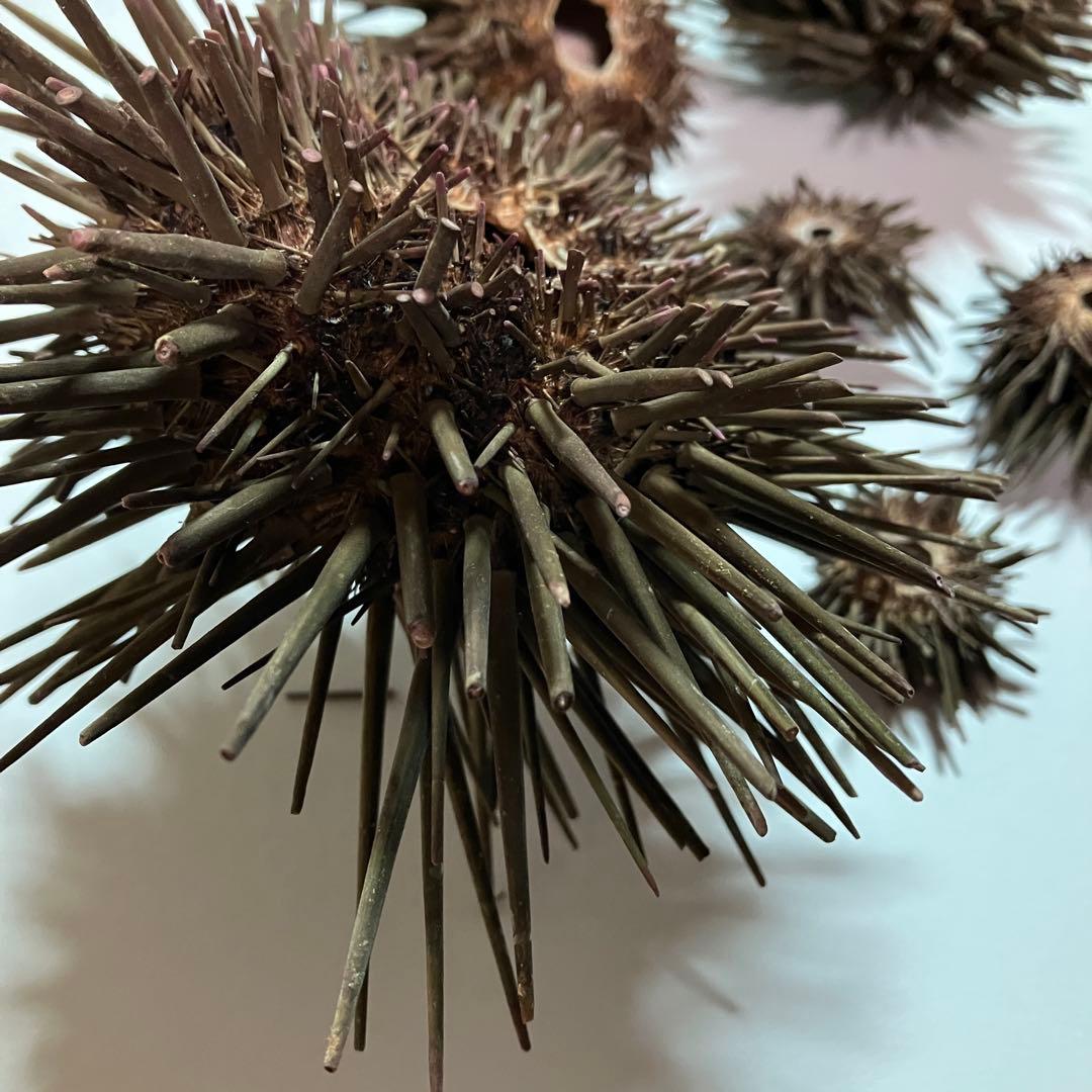 ウニ／クロウニ棘付き標本5個　No.157