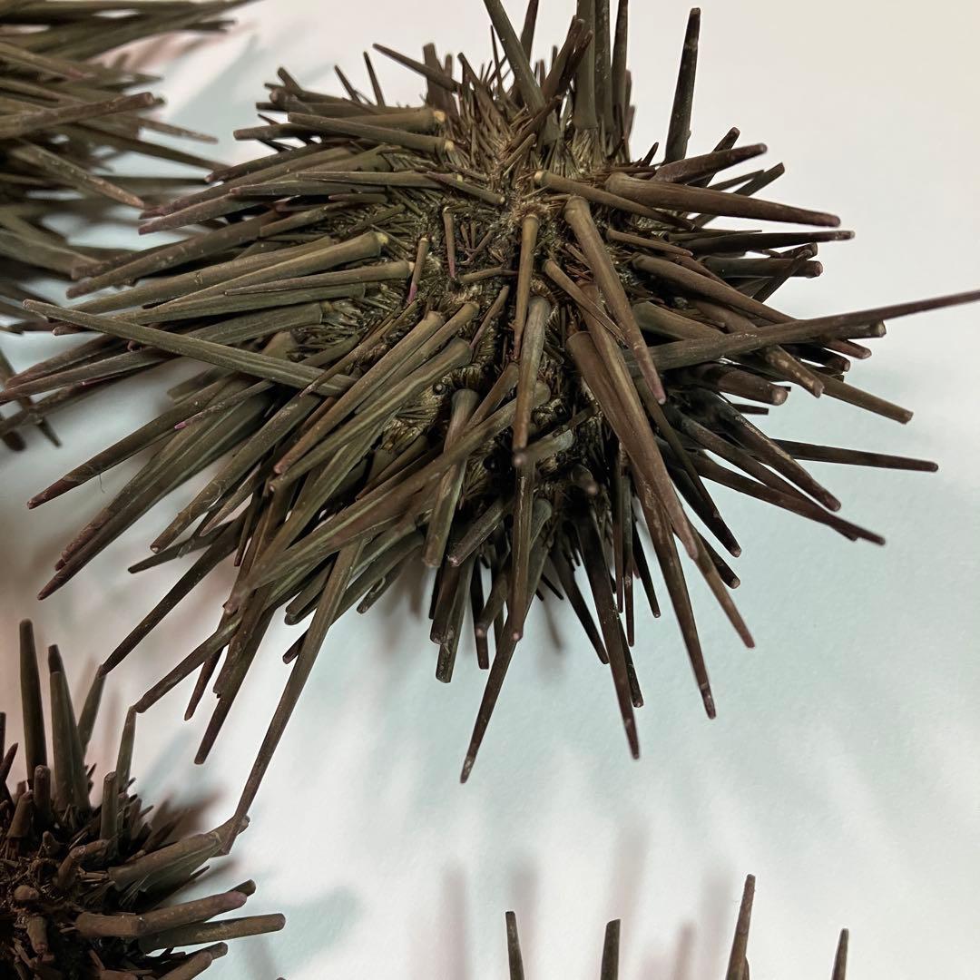 ウニ／クロウニ棘付き標本5個　No.157