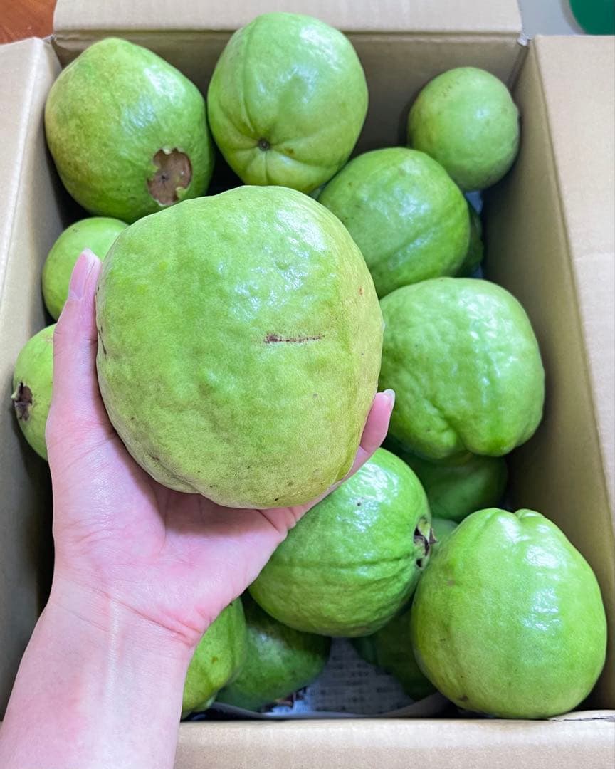 プロフィール必見　台湾の梨グアバです❗️硬いグアバ❗️5キロ箱込み　送料無料