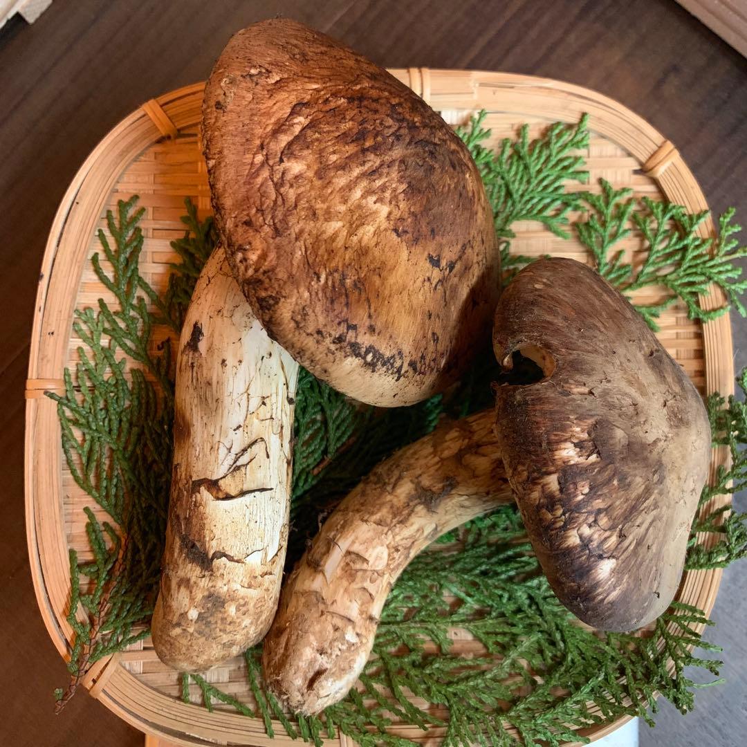 ②【岩手県産天然松茸】収穫最終　国産本場　開き　採れたて　産地直送　182g