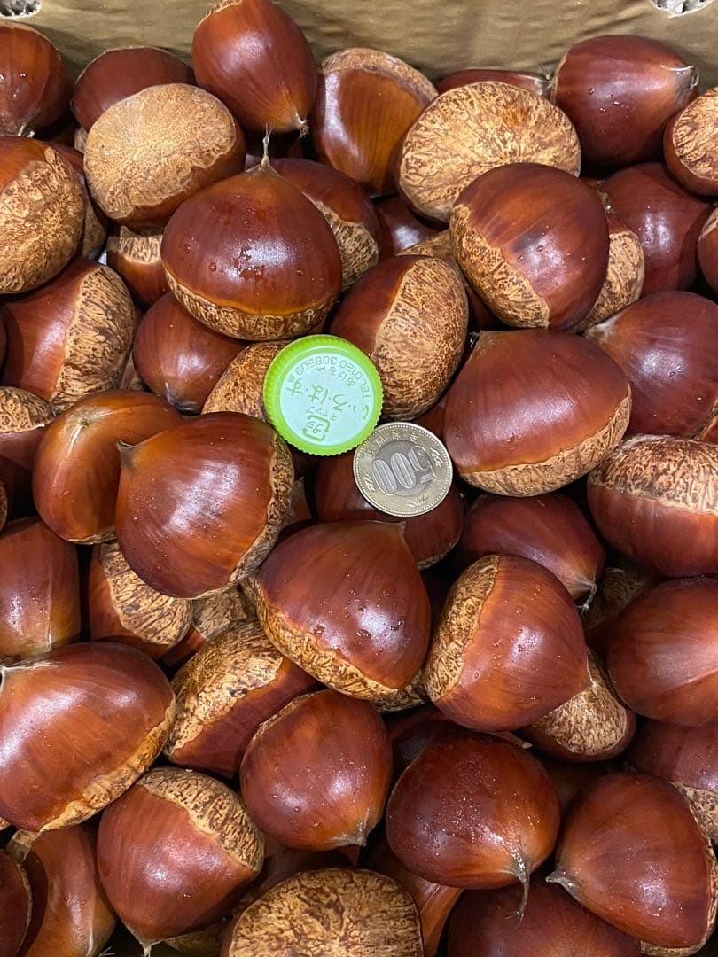 幻の栗⭐︎中山栗2L~4L混合10kgクール便（匿名不可）農家直送2025-012