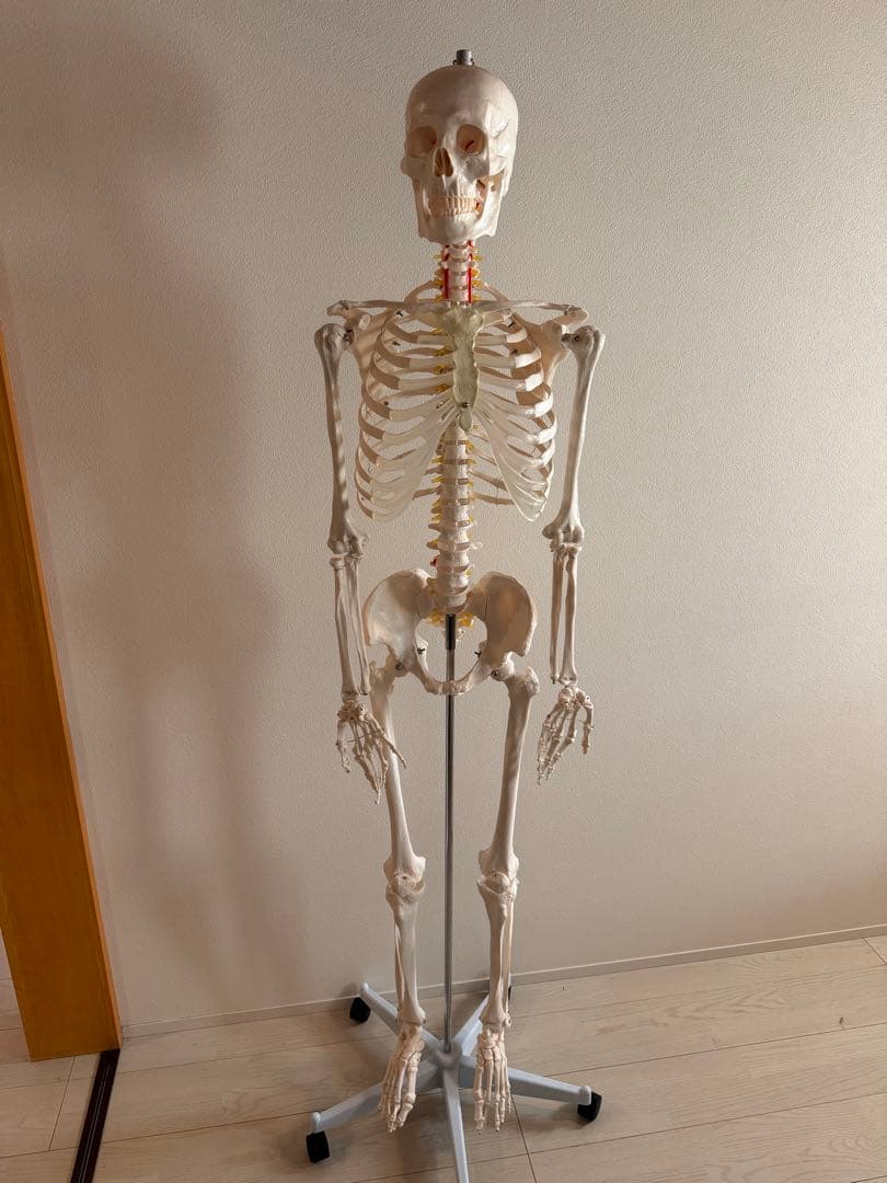 170cm 人体模型 可動関節　等身大　医療用