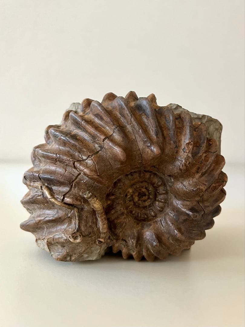 アンモナイト化石