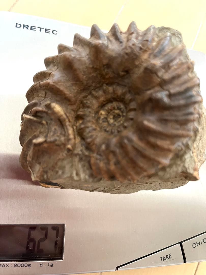 アンモナイト化石