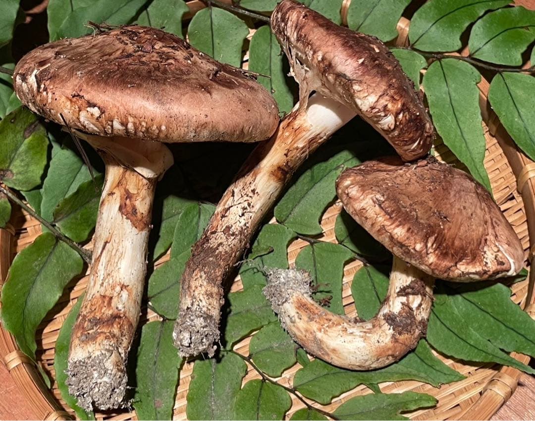 南信州産松茸　10/13夕方採り225g