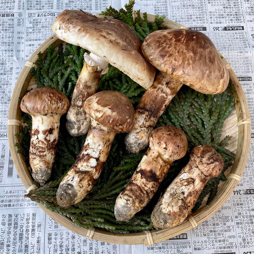 天然きのこ 松茸 国産 良品‼️ マツタケ まつたけ 森の凛さん採取 その188