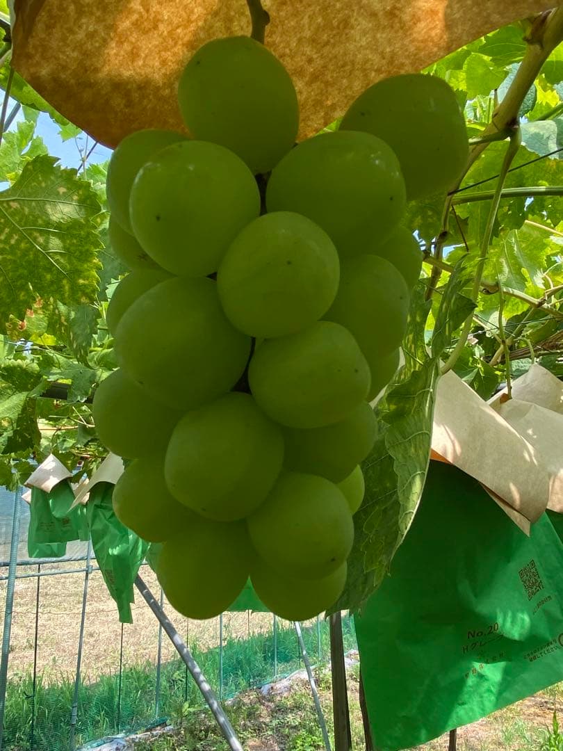 さくら 山形県産　訳あり希少品種　雄宝2箱