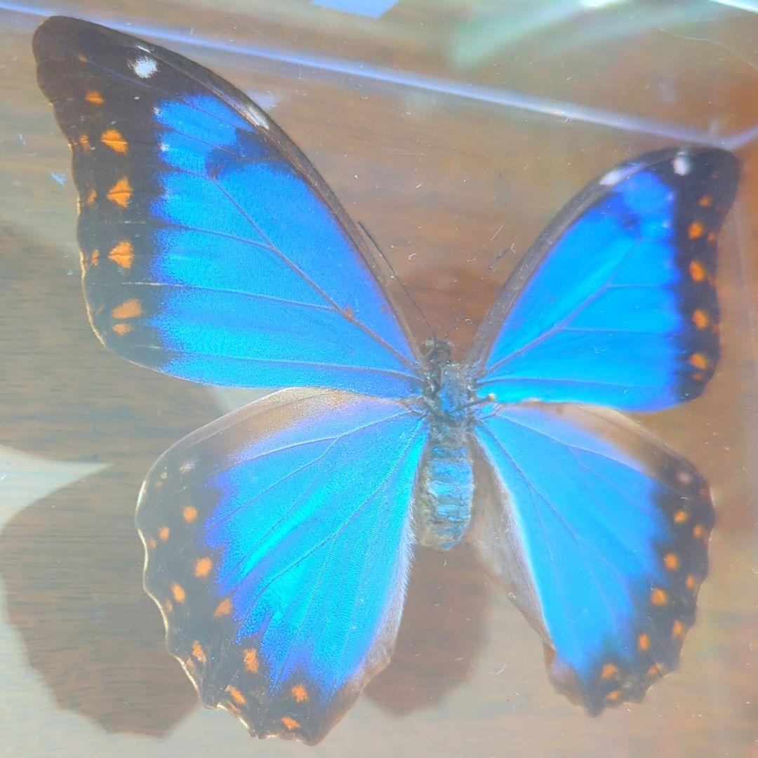 アナクシビアモルフォ　メス　蝶　標本　蝶　美麗　希少　激レア　昆虫　青い宝石