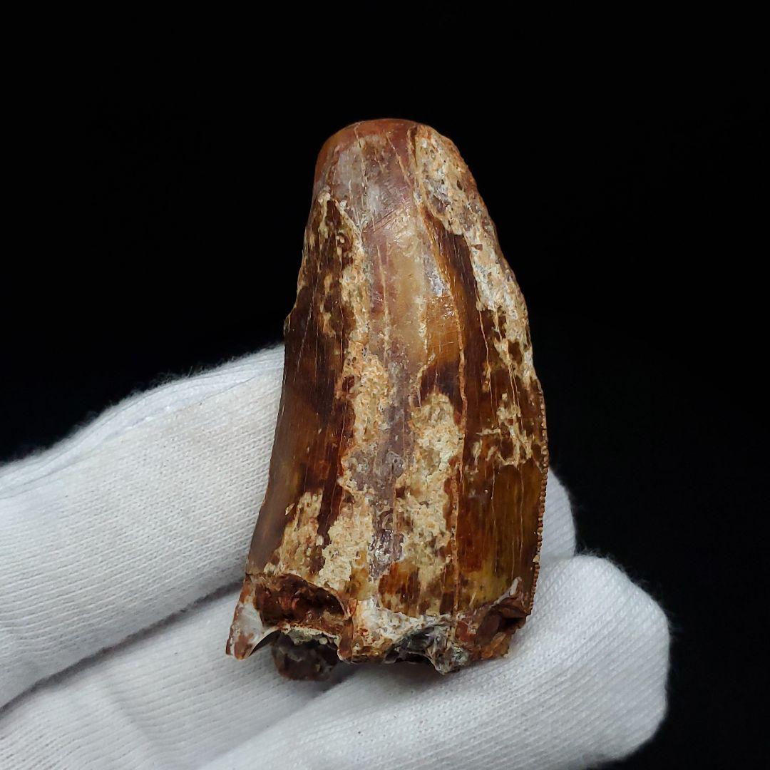 カルカロドントサウルス 歯 化石 本物 モロッコ産 46.81mm  fca18