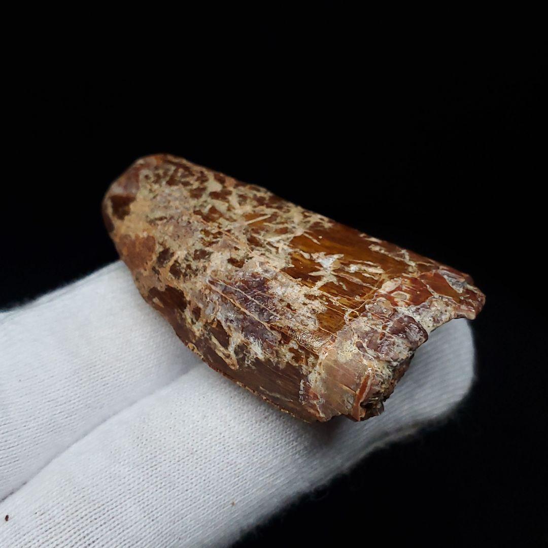 カルカロドントサウルス 歯 化石 本物 モロッコ産 46.81mm  fca18