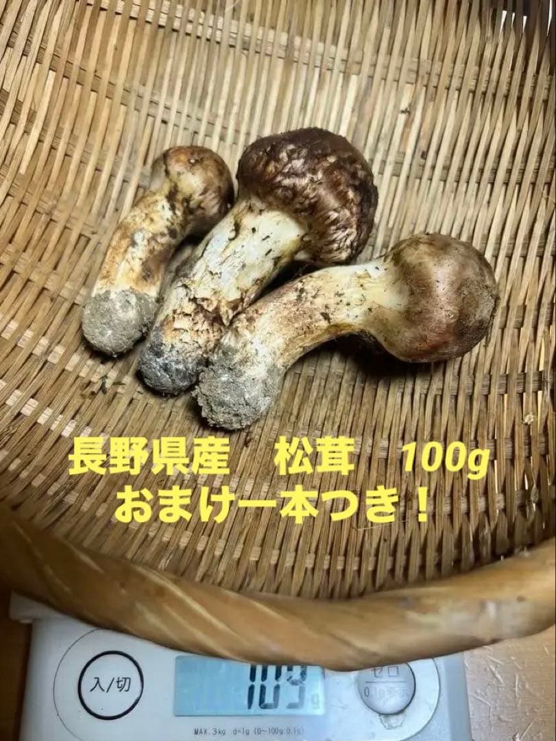 新鮮　国産　長野県上伊那産　松茸　3本セット 109g におまけ一本！！