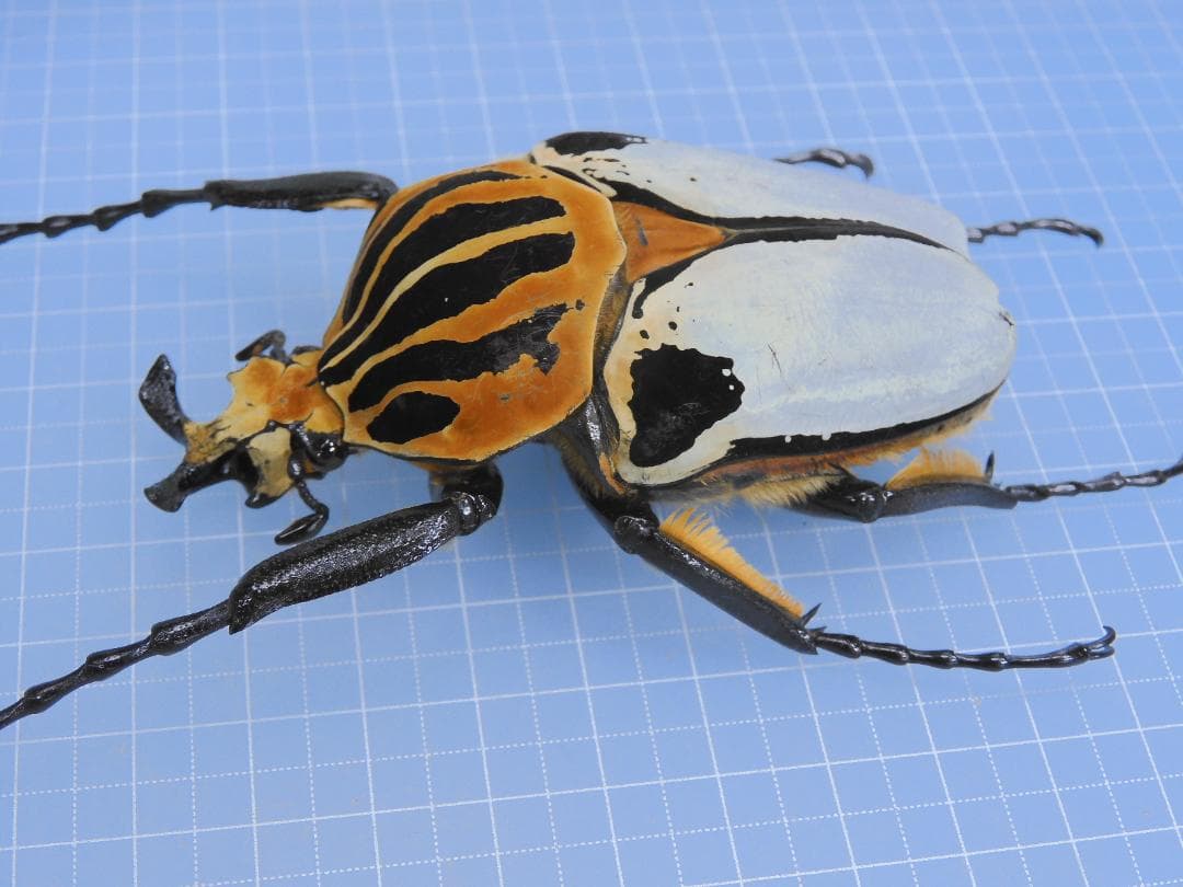 標本 Goliathus cacicus 85mm