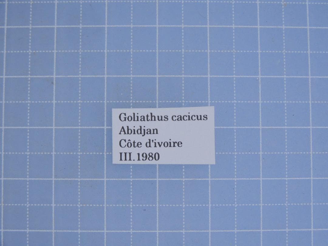 標本 Goliathus cacicus 85mm