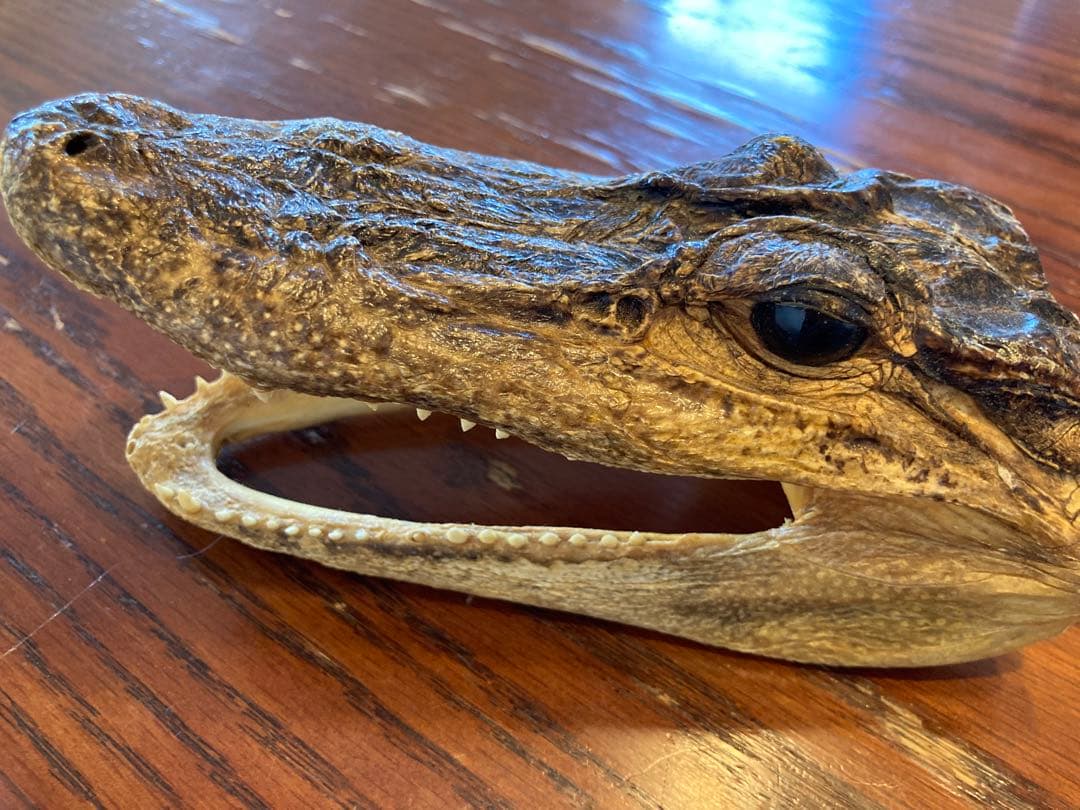 ワニ　カイマン　アリゲーター　頭部