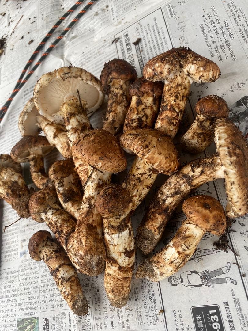 広島県産松茸　609g 本日限定