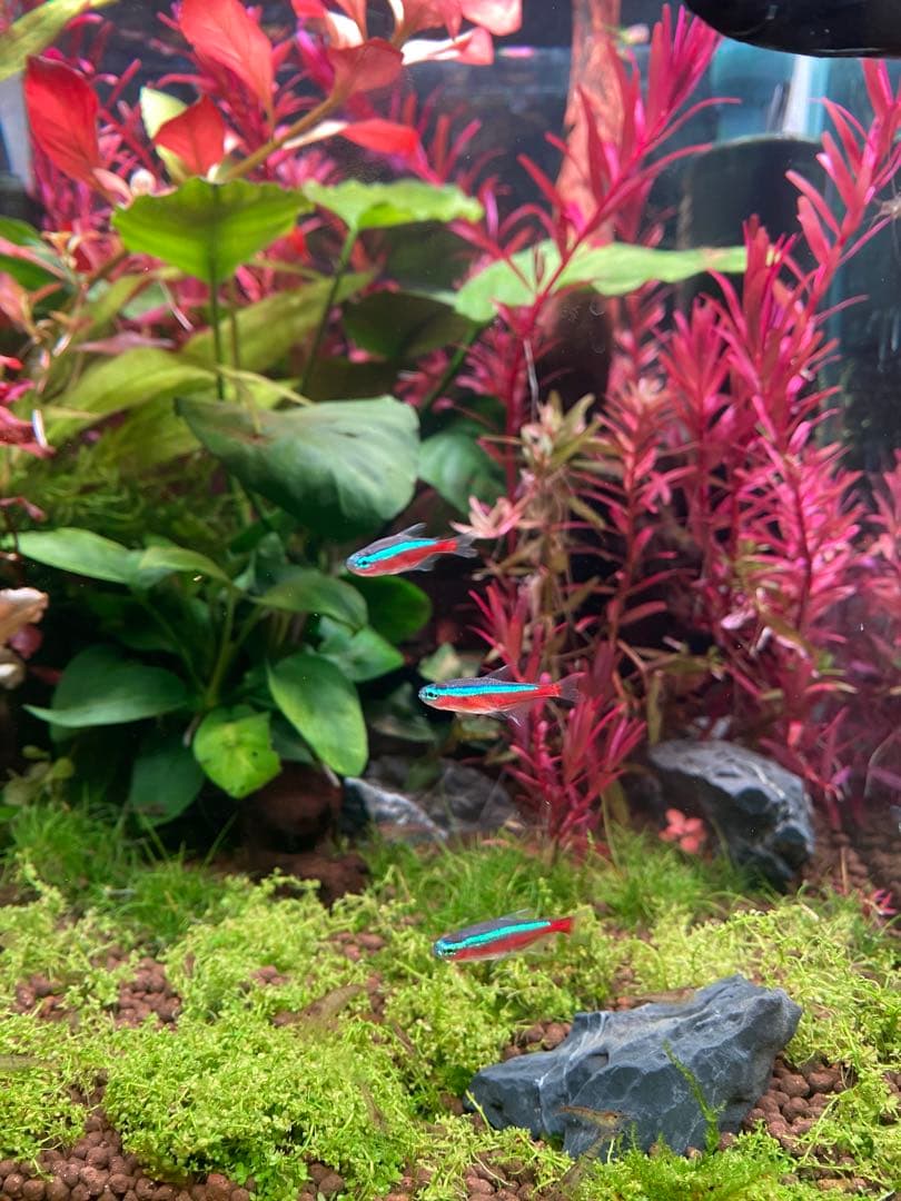 Chihiros WRGB2 SLIM 45 チヒロズ　熱帯魚水槽