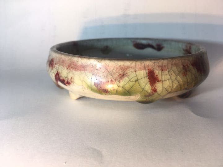 「菊池春陽」盆栽鉢