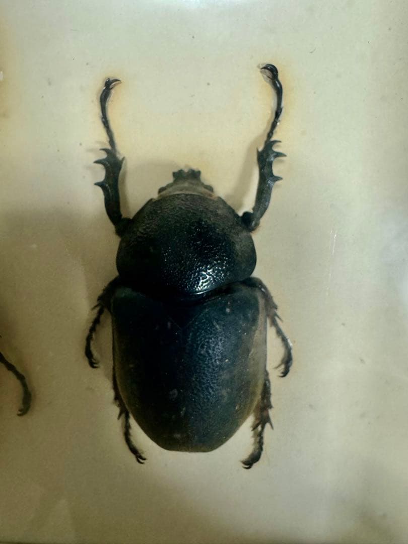 コーカサスオオカブト標本　マレーシア