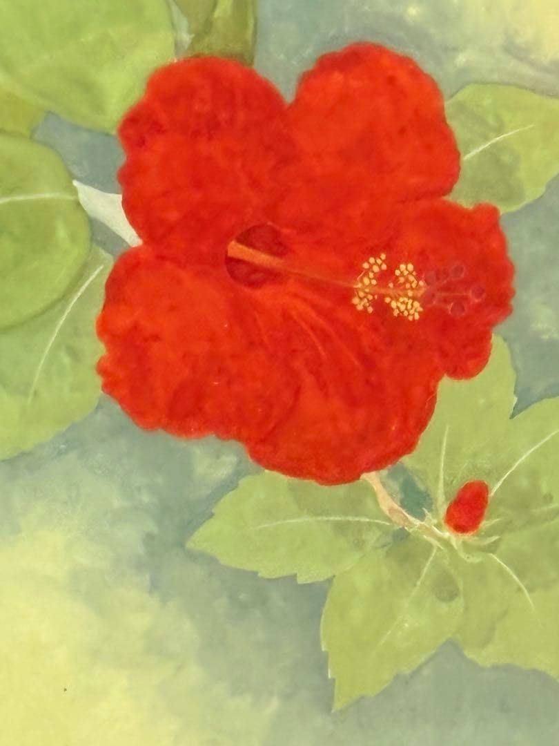 日本画　額装　ハイビスカス　湘丘作