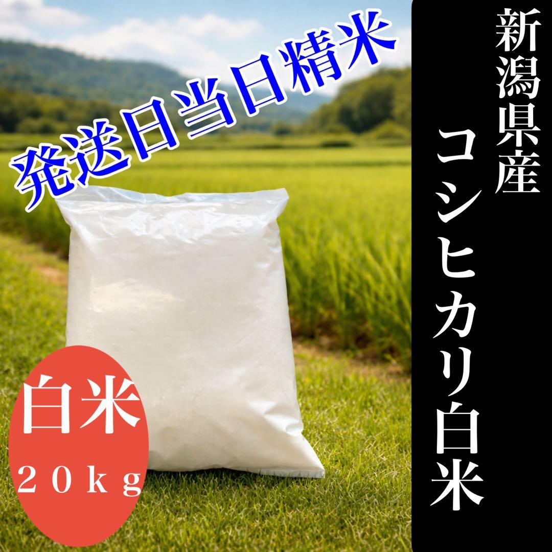 令和７年新潟県産コシヒカリ白米　米　お米　米　コシヒカリ