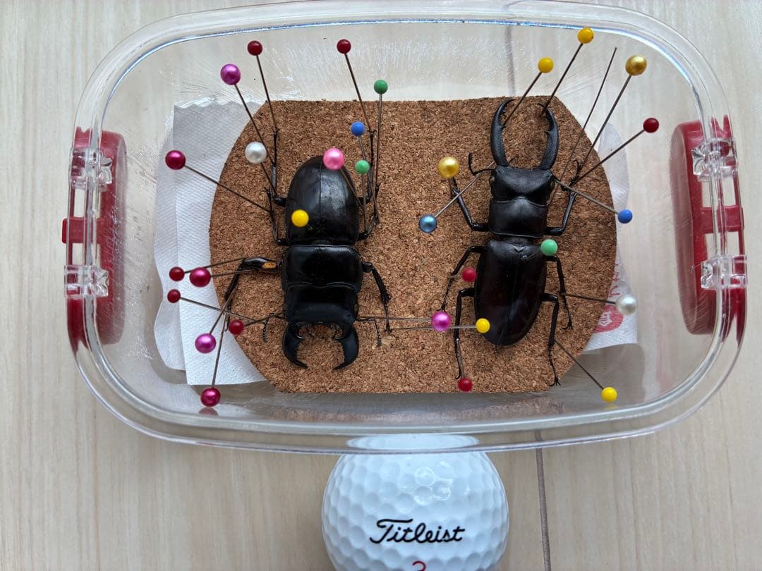 クワガタ標本 セット 標本ケース2個