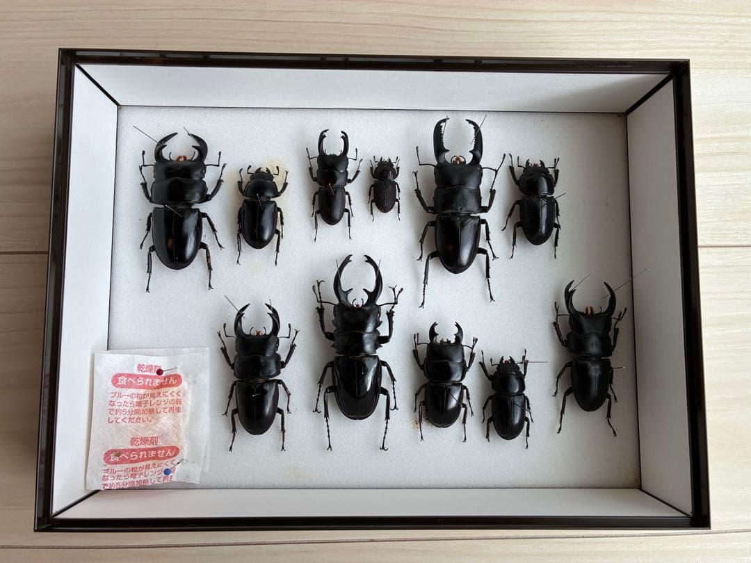 クワガタ標本 セット 標本ケース2個