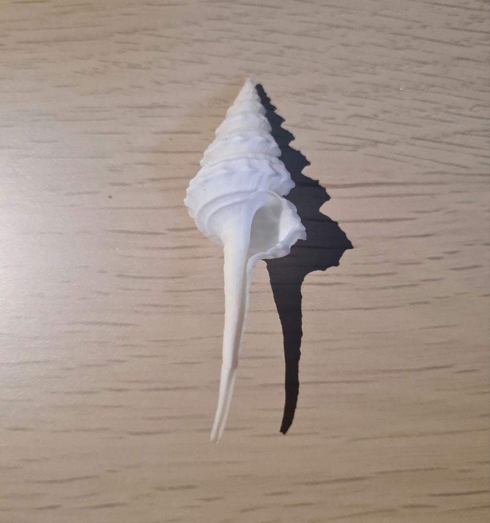 貝殻 Coluzea Juliae