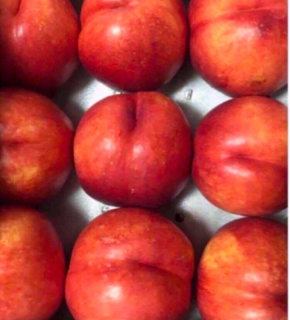 青森県産 大玉 エンパイア ネクタリン 3kg 2箱