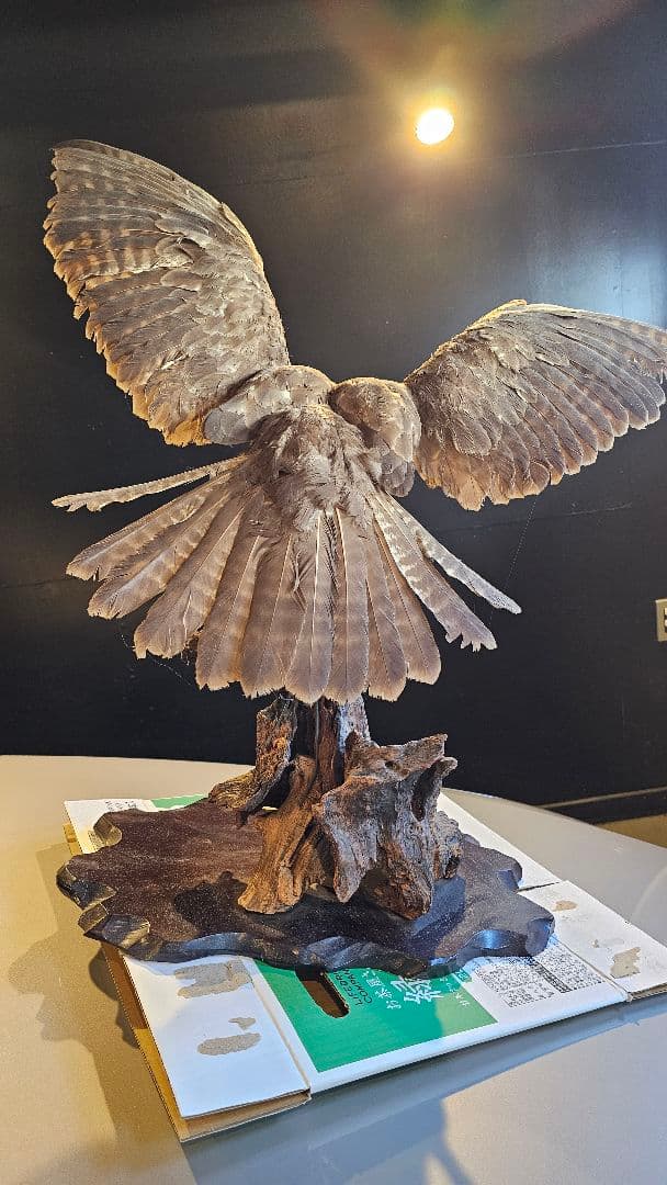 タカ　剥製　美品