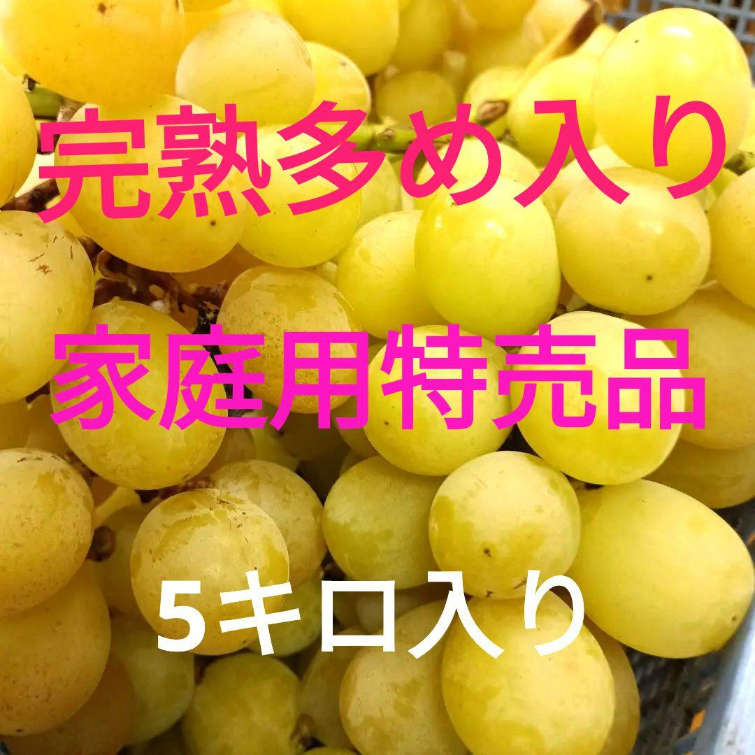 シャインマスカット家庭用訳有り品
