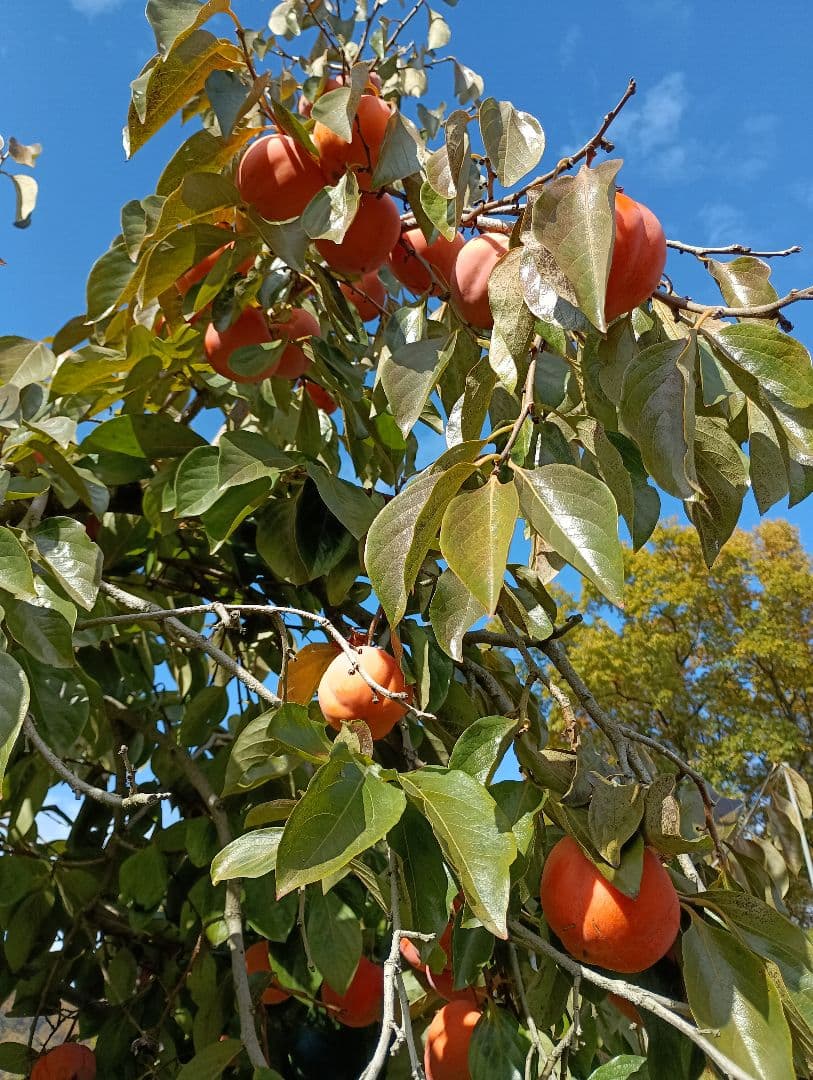 シャインマスカット家庭用訳有り品