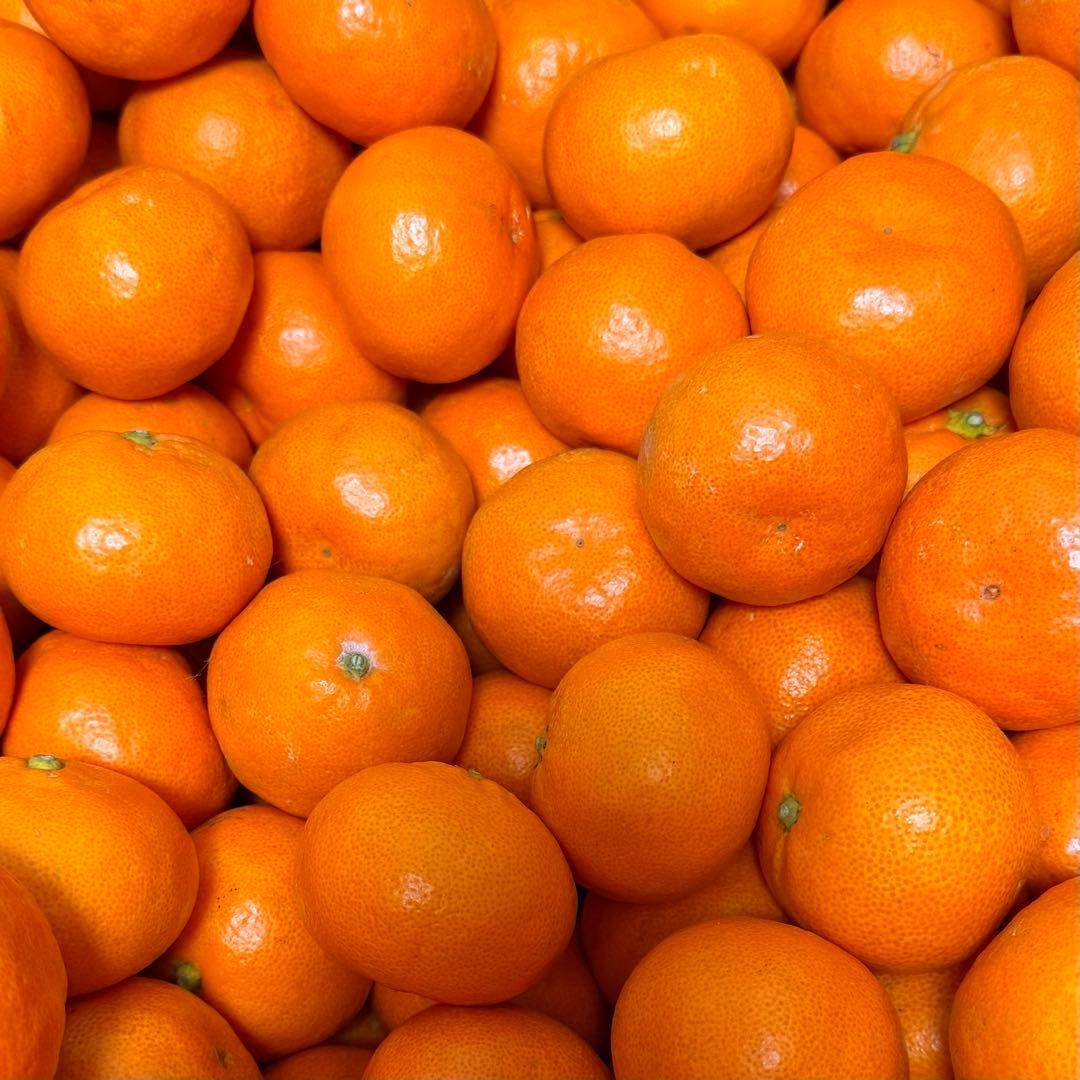 229)数量限定　甘すぎる　有田みかん　果物 　みかん　小玉　旬