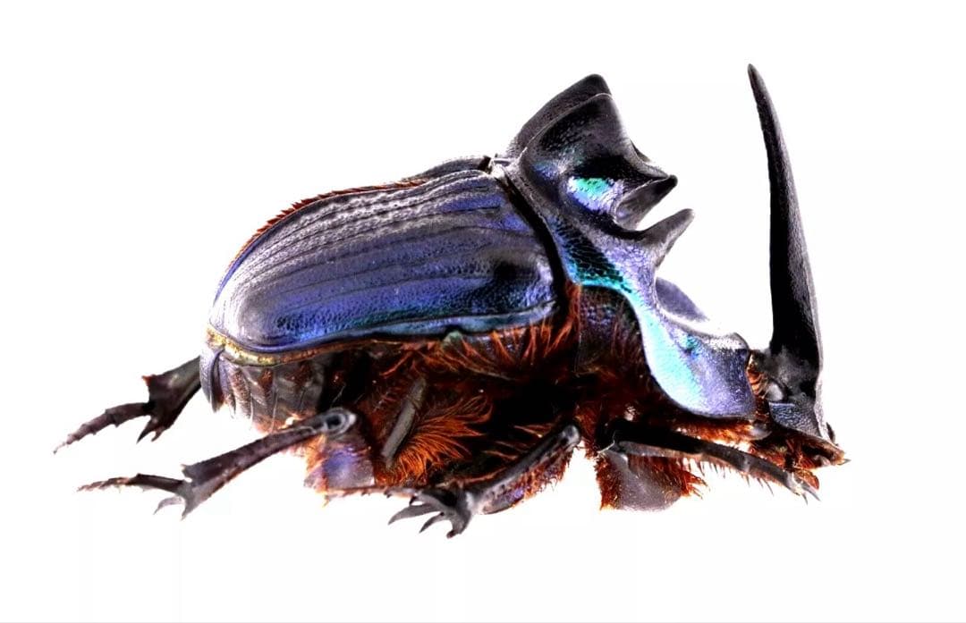 ボナリエンシスオオニジダイコクpr　ブルー系　大型　パッキング標本