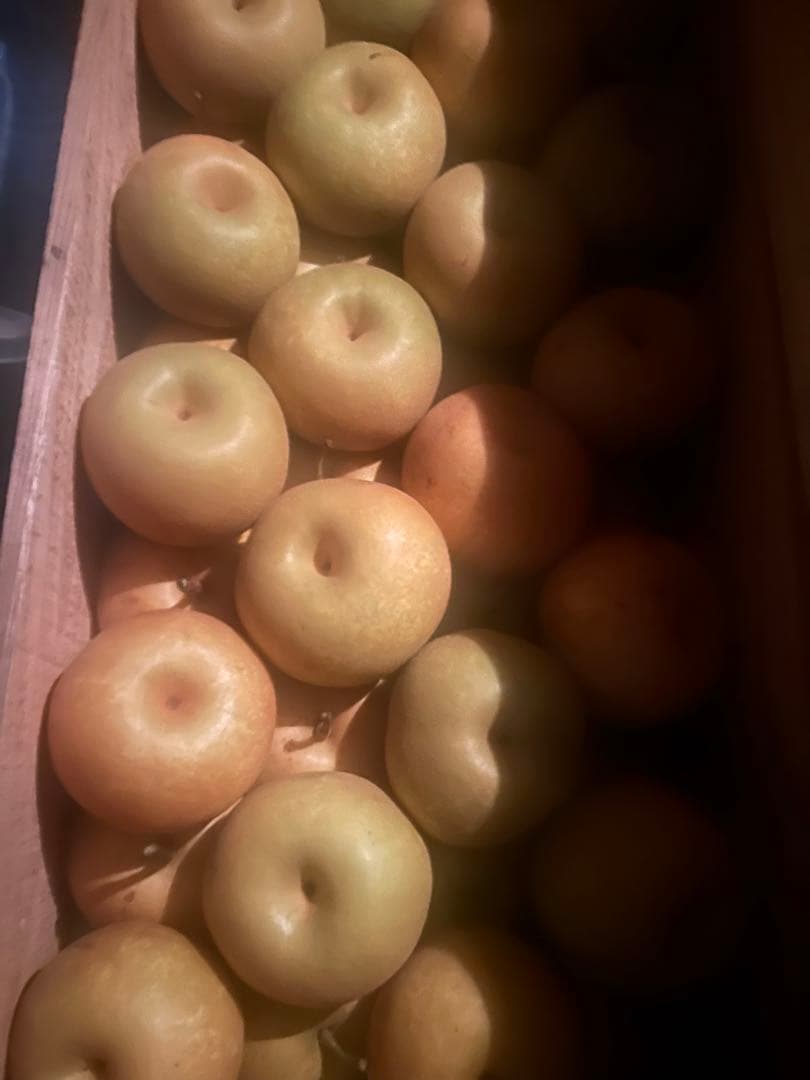 青森県産農薬不使用幸水梨なし10キロ送料無料