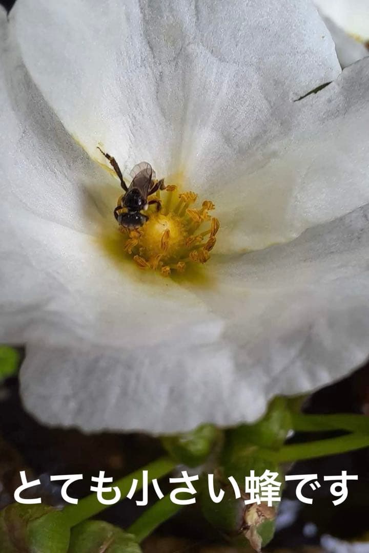 針なしミツバチの蜂蜜、ココナッツシュガー、クサンバの塩、ターメリックパウダー