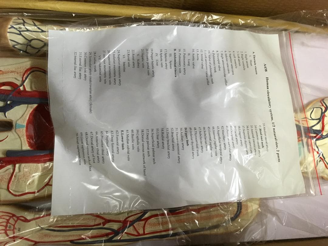 人体模型 循環系血管モデル 1/2サイズ 2パーツ