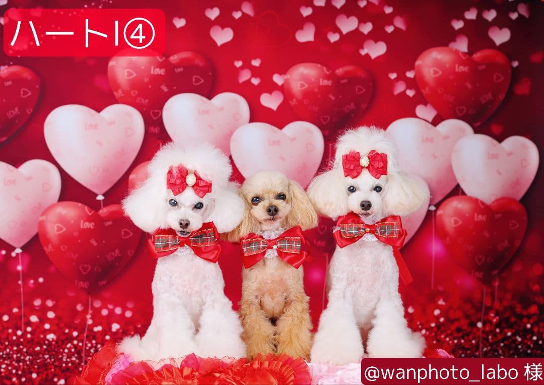 背景布【ハートO】サンプル　ペット撮影用フォトブース　バレンタインデー　縦長