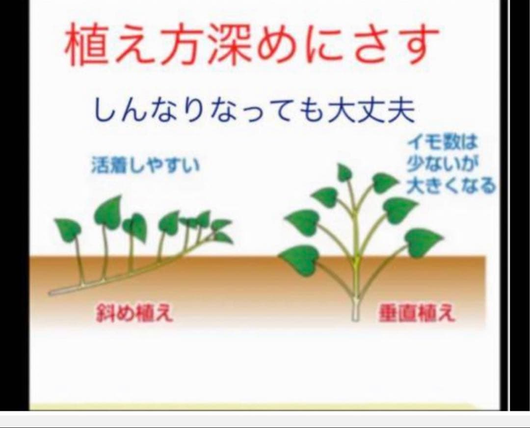 あずま50栗かぐや20あまはづき20本シルク10金時10本