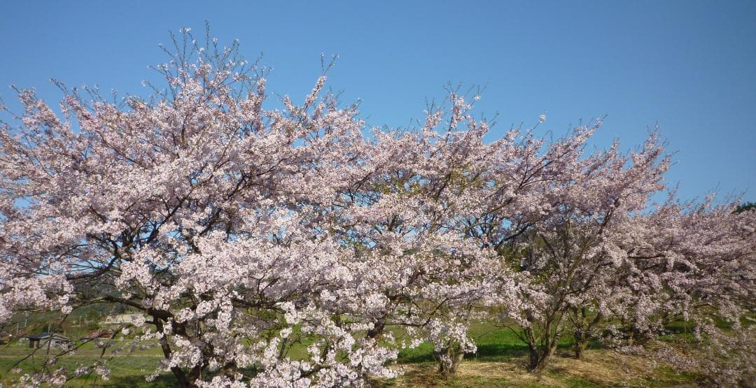 安心の日本みつばち　芳醇糖度81%優良品 非加熱　春はちみつ1,100g