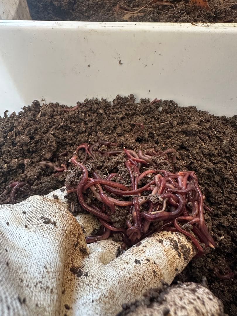 シマミミズ 2000匹　生ゴミ処理、肥料、その他