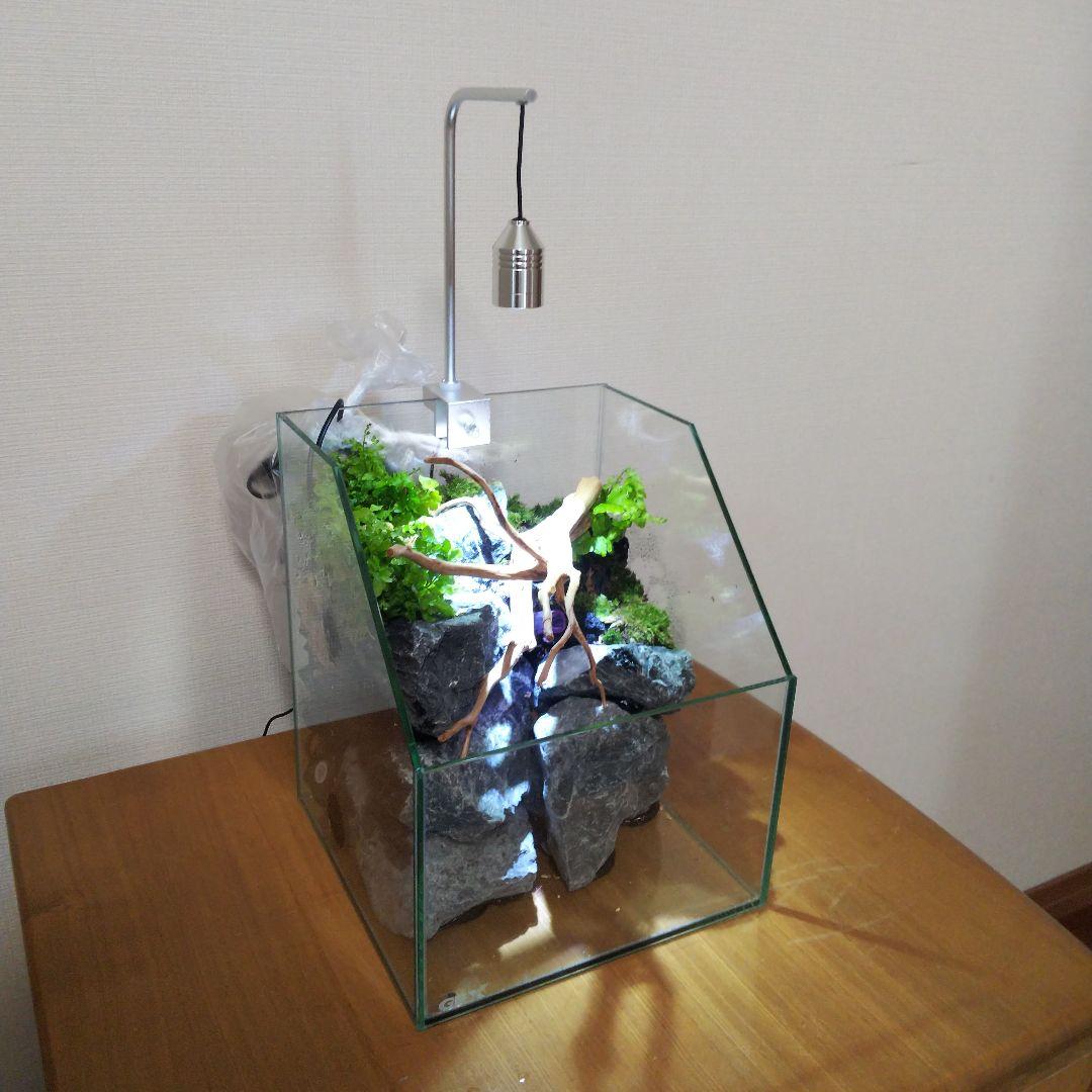 【受注生産】 苔テラリウム 苔ボトル ホソバオキナゴケ　アクアテラリウム