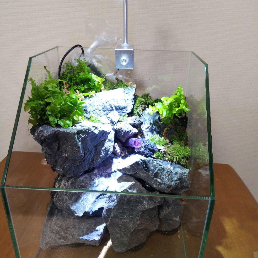 【受注生産】 苔テラリウム 苔ボトル ホソバオキナゴケ　アクアテラリウム