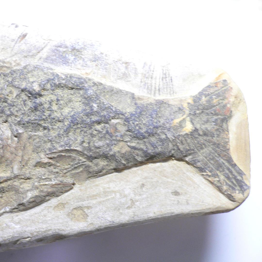 値下げしました！　ブラジル産のレアな古代魚の化石